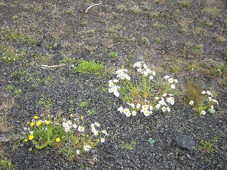 Blumen und Flechten