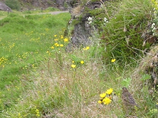 Am Þingvellir