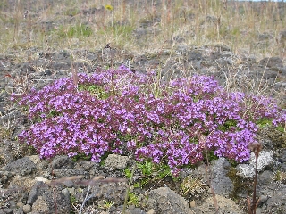 Farbenvielfalt