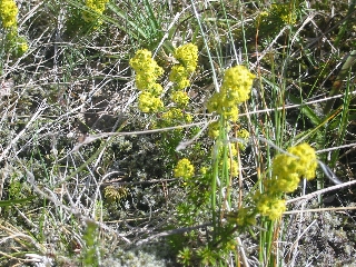 Blumen